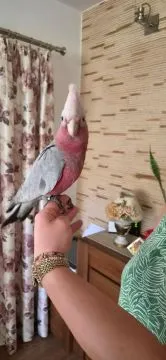 Kakadu różowe ręcznie karmione pupile....................., , GARWOLIN