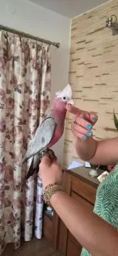 Kakadu różowe ręcznie karmione pupile....................., , GARWOLIN