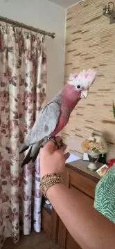Kakadu różowe ręcznie karmione pupile....................., , GARWOLIN