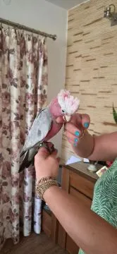 Kakadu różowe ręcznie karmione pupile....................., , GARWOLIN