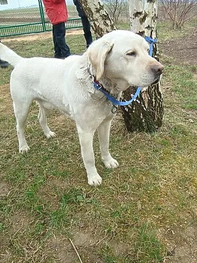 Śnieżek biszkoptowy labrador szuka domu