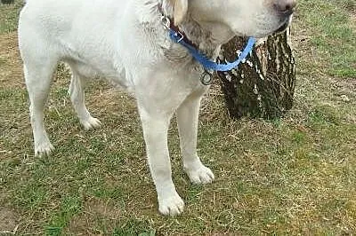 Śnieżek biszkoptowy labrador szuka domu