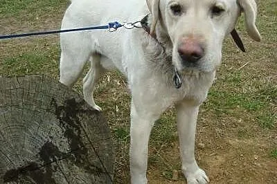Śnieżek biszkoptowy labrador szuka domu