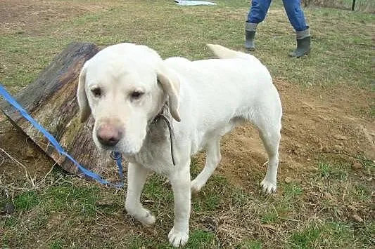 Śnieżek biszkoptowy labrador szuka domu