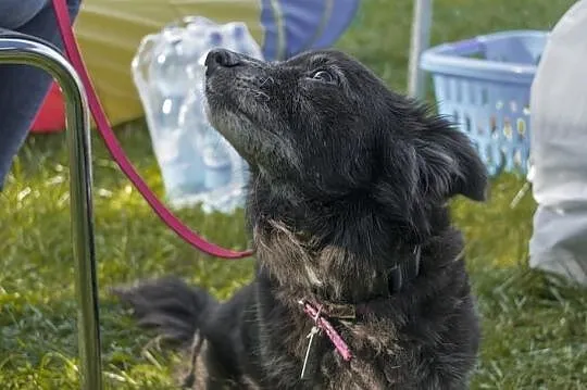 Staruszka Tina szuka domu, Śląskie, Bytom