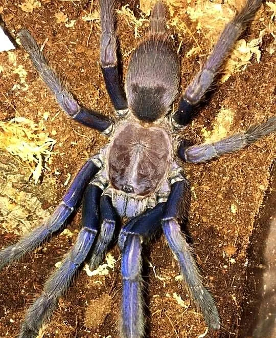 Ptasznik Chilobrachys sp blue vietnam samica 4.5DC, Małopolskie, Kraków