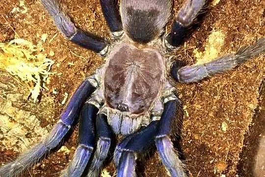Ptasznik Chilobrachys sp blue vietnam samica 4.5DC, Małopolskie, Kraków