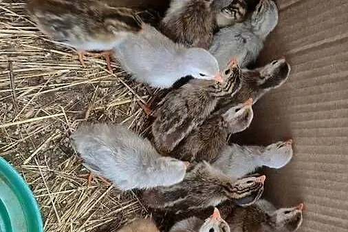 Pisklęta perliczek, Świętokrzyskie, Osiek