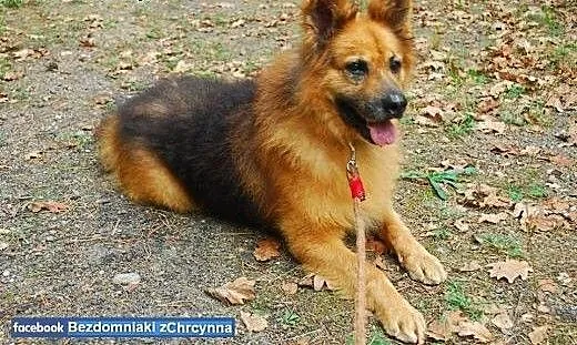 Piękny i puchaty miś Rudolf szuka domu!, mazowiec