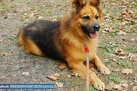 Piękny i puchaty miś Rudolf szuka domu!,  mazowiec