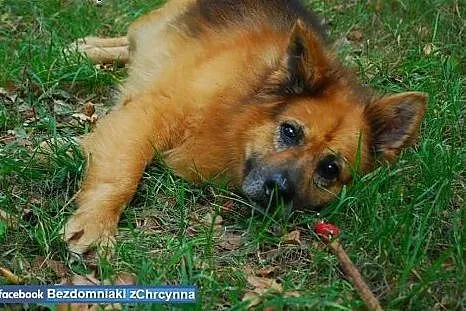 Piękny i puchaty miś Rudolf szuka domu!,  mazowiec