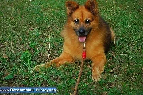 Piękny i puchaty miś Rudolf szuka domu!,  mazowiec