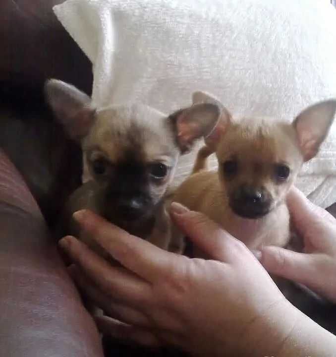 Chihuahua