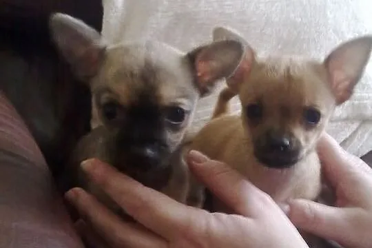 Chihuahua