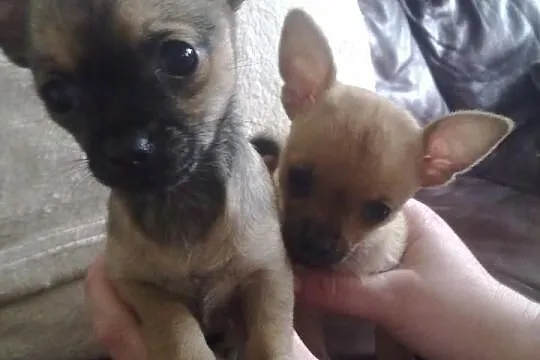 Chihuahua