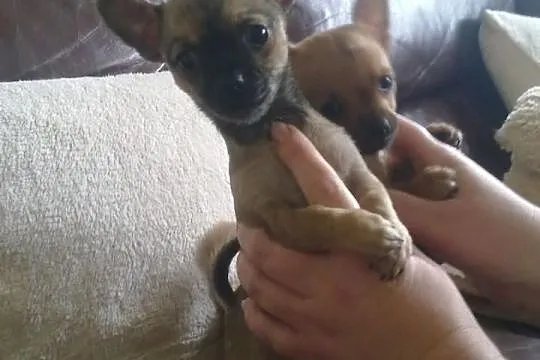 Chihuahua