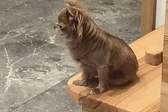 Chihuahua liliowa długowłosa sunia