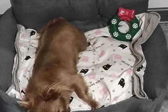 Chihuahua liliowa długowłosa sunia, Warmińsko-mazurskie, Bartoszyce