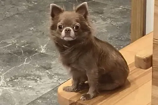 Chihuahua liliowa długowłosa sunia, Warmińsko-mazurskie, Bartoszyce