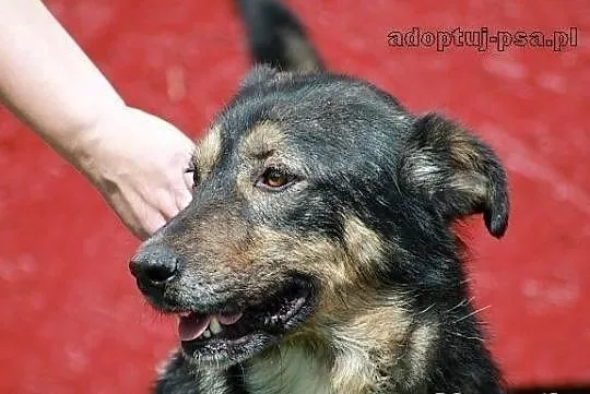 GRANAT - pies naprawdę wart adopcji