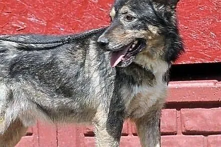 GRANAT - pies naprawdę wart adopcji