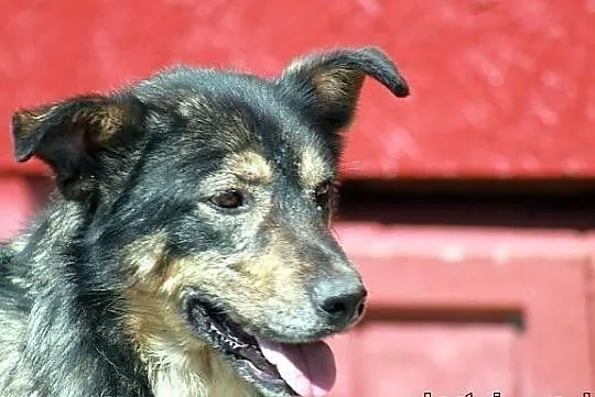 GRANAT - pies naprawdę wart adopcji