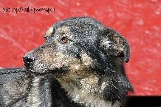 GRANAT - pies naprawdę wart adopcji