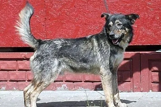 GRANAT - pies naprawdę wart adopcji
