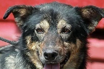 GRANAT - pies naprawdę wart adopcji
