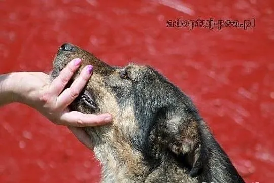 GRANAT - pies naprawdę wart adopcji