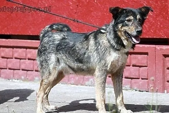 GRANAT - pies naprawdę wart adopcji