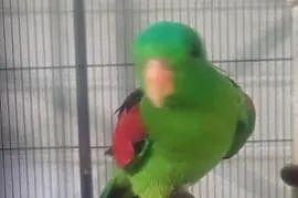 Papuga czerwonoskrzydla