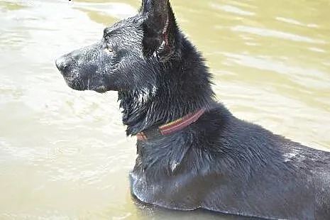 NERO pies w typie Owczarka Belgijskiego do adopcji