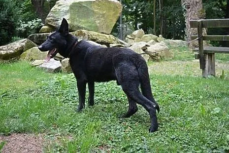 NERO pies w typie Owczarka Belgijskiego do adopcji