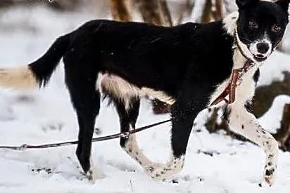 BOBIK czy ŁATEK? adoptuj, pokochaj, zdecyduj!,  ma