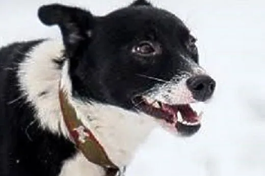 BOBIK czy ŁATEK? adoptuj, pokochaj, zdecyduj!,  ma