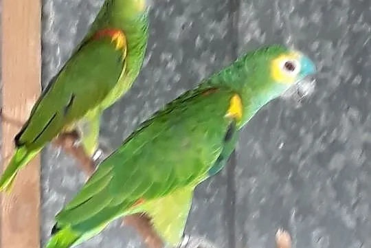 Papugi amazonki, Ksawerów