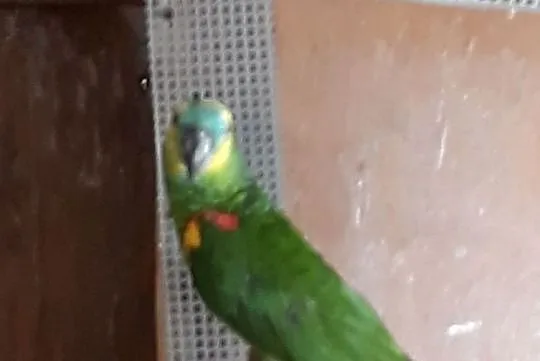 Papugi amazonki, Ksawerów