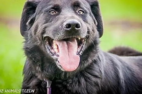 OTOZ Animals - Laluś - w typie labradora ciągle wierzy w ludzi!,  pomorskie Tczew