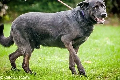 OTOZ Animals - Laluś - w typie labradora ciągle wi