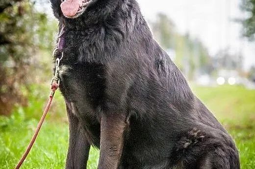 OTOZ Animals - Laluś - w typie labradora ciągle wi