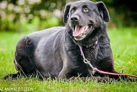 OTOZ Animals - Laluś - w typie labradora ciągle wi