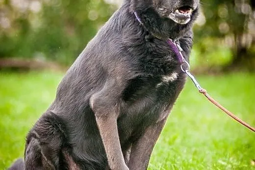 OTOZ Animals - Laluś - w typie labradora ciągle wi