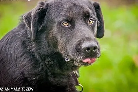 OTOZ Animals - Laluś - w typie labradora ciągle wi