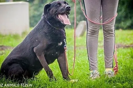 OTOZ Animals - Laluś - w typie labradora ciągle wi