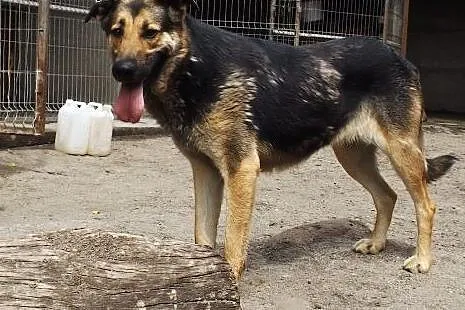 Piękna indywidualistka Pexi szuka domu,  dolnośląs