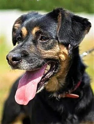 DIARA - starsza, kochana sunia nie radzi sobie w schronisku, do adopcji, mazowieckie Warszawa, Mazowieckie, Warszawa
