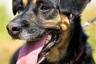 DIARA - starsza, kochana sunia nie radzi sobie w schronisku, do adopcji,  mazowieckie Warszawa, Mazowieckie, Warszawa