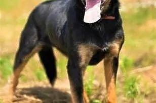 DIARA - starsza, kochana sunia nie radzi sobie w schronisku, do adopcji,  mazowieckie Warszawa, Mazowieckie, Warszawa