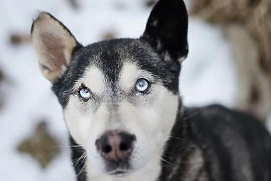 SYBIR-husky- chory maluszek czeka na dom, Gliwice